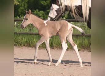 Paint Horse, Stute, , 152 cm, Grullo