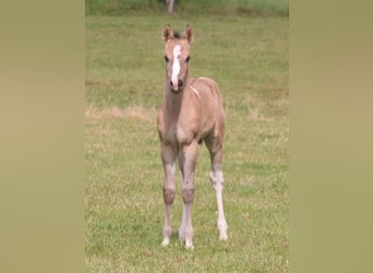 Paint Horse, Stute, , 152 cm, Grullo