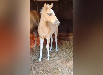 Paint Horse, Stute, , 152 cm, Palomino
