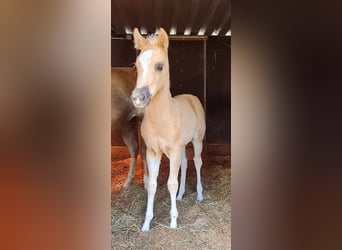 Paint Horse, Stute, , 152 cm, Palomino