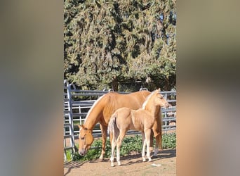 Paint Horse, Stute, , 152 cm, Palomino