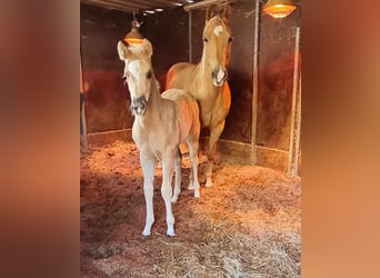 Paint Horse, Stute, , 152 cm, Palomino