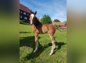 Paint Horse Mix, Stute, Fohlen (05/2023), 153 cm, Brauner