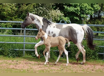 Paint Horse, Stute, Fohlen (05/2023), 153 cm, Champagne