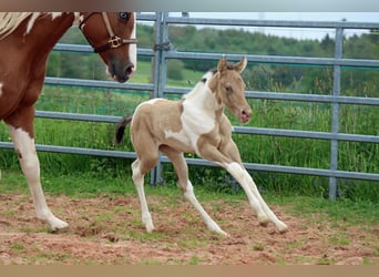 Paint Horse, Stute, Fohlen (05/2023), 153 cm, Champagne
