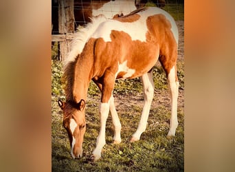 Paint Horse, Stute, Fohlen (06/2023), 154 cm, Tobiano-alle-Farben