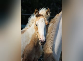 Paint Horse, Stute, Fohlen (05/2025), 155 cm, Tobiano-alle-Farben
