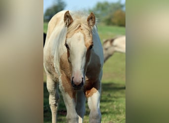 Paint Horse, Stute, Fohlen (05/2025), 155 cm, Tobiano-alle-Farben