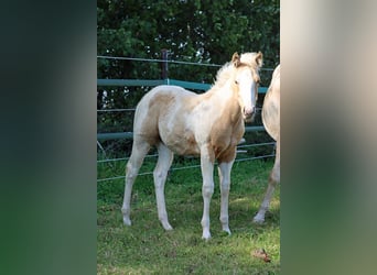 Paint Horse, Stute, Fohlen (05/2025), 155 cm, Tobiano-alle-Farben