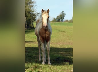 Paint Horse, Stute, Fohlen (05/2025), 155 cm, Tobiano-alle-Farben