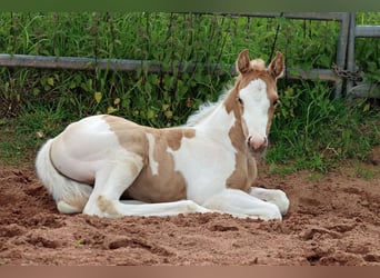Paint Horse, Stute, Fohlen (05/2025), 155 cm, Tobiano-alle-Farben