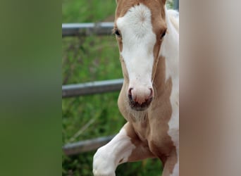 Paint Horse, Stute, Fohlen (05/2025), 155 cm, Tobiano-alle-Farben