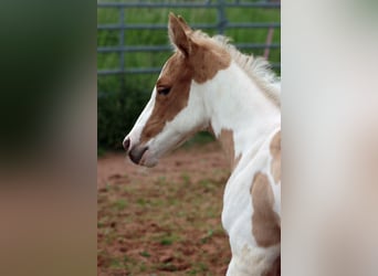 Paint Horse, Stute, Fohlen (05/2025), 155 cm, Tobiano-alle-Farben
