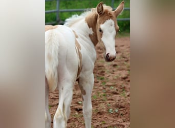 Paint Horse, Stute, Fohlen (05/2025), 155 cm, Tobiano-alle-Farben