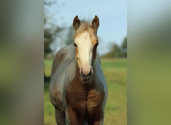 Paint Horse, Stute, Fohlen (05/2025), 155 cm, Tobiano-alle-Farben