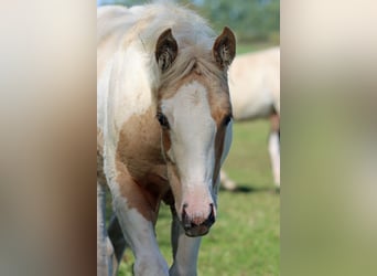 Paint Horse, Stute, Fohlen (05/2025), 155 cm, Tobiano-alle-Farben