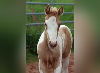 Paint Horse, Stute, Fohlen (05/2025), 155 cm, Tobiano-alle-Farben