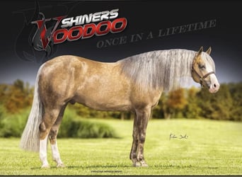 Paint Horse, Stute, , 155 cm, Tovero-alle-Farben