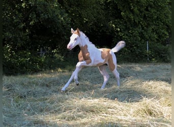 Paint Horse, Stute, , 155 cm, Tovero-alle-Farben