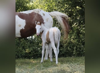Paint Horse, Stute, , 155 cm, Tovero-alle-Farben
