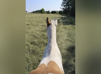 Paint Horse, Stute, , 155 cm, Tovero-alle-Farben