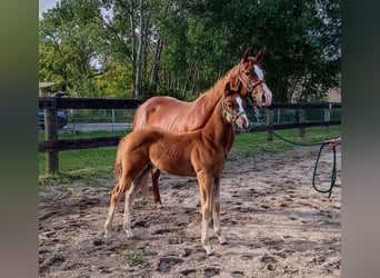 Paint Horse, Stute, Fohlen (05/2023), 155 cm
