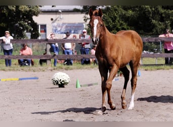 Paint Horse, Stute, Fohlen (05/2023), 155 cm