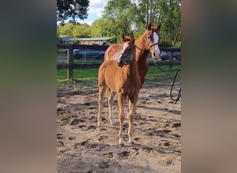 Paint Horse, Stute, Fohlen (05/2023), 155 cm