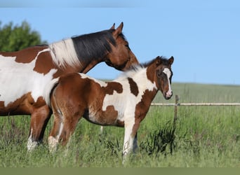 Paint Horse Mix, Stute, , 156 cm, Tobiano-alle-Farben