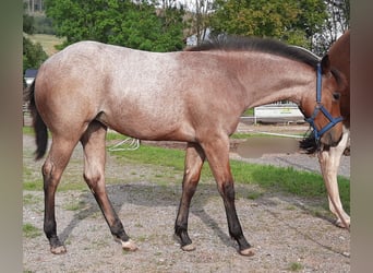 Paint Horse, Stute, Fohlen (03/2023), 158 cm, Roan-Bay