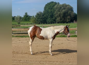 Paint Horse, Stute, Fohlen (01/2024), 161 cm, Tobiano-alle-Farben