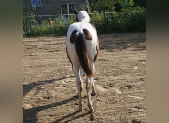 Paint Horse, Stute, Fohlen (01/2024), 161 cm, Tobiano-alle-Farben