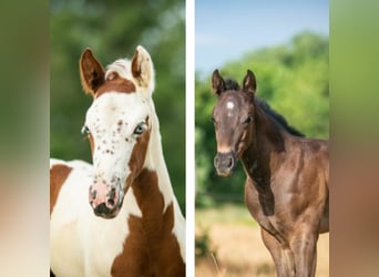 Paint Horse, Stute, 