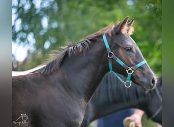 Paint Horse, Stute, Fohlen (05/2025)
