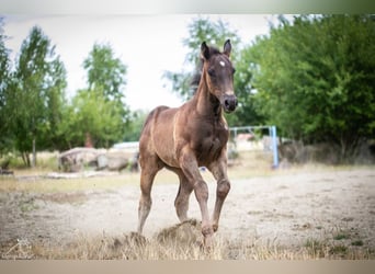 Paint Horse, Stute, Fohlen (05/2025)