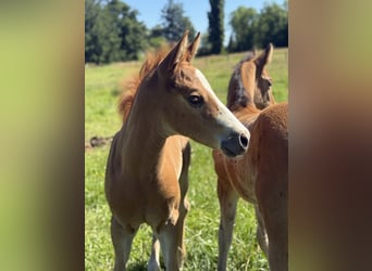 Paint Horse, Stute, , Overo-alle-Farben
