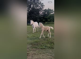 Paint Horse, Stute, , Palomino