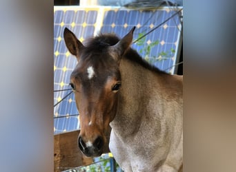 Paint Horse, Stute, , Roan-Bay