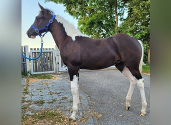 Paint Horse, Stute, Fohlen (04/2025), Schecke