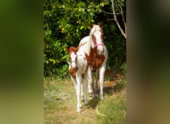 Paint Horse, Stute, , Tobiano-alle-Farben