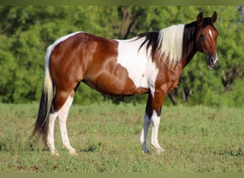 Paint Horse, Wałach, 10 lat, 137 cm, Tobiano wszelkich maści