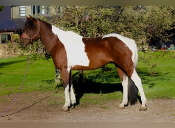 Paint Horse, Wałach, 10 lat, 157 cm, Tobiano wszelkich maści