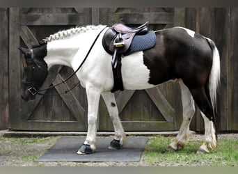 Paint Horse Mix, Wałach, 10 lat, 157 cm