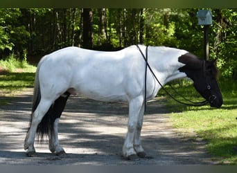 Paint Horse Mix, Wałach, 10 lat, 157 cm