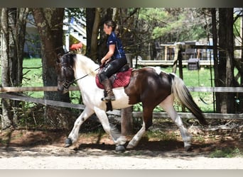 Paint Horse Mix, Wałach, 10 lat, 157 cm