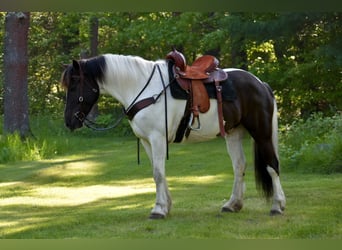 Paint Horse Mix, Wałach, 10 lat, 157 cm