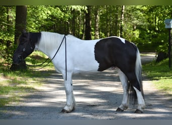 Paint Horse Mix, Wałach, 10 lat, 157 cm