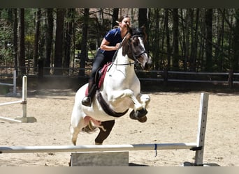 Paint Horse Mix, Wałach, 10 lat, 157 cm