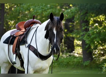 Paint Horse Mix, Wałach, 10 lat, 157 cm