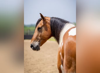 Paint Horse Mix, Wałach, 10 lat, 157 cm